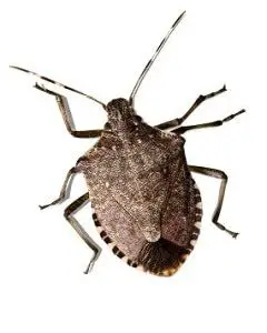 Stink Bug Issues