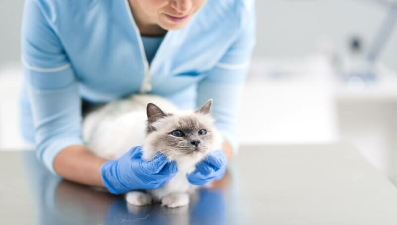 Taurine for Cats: Why It’s Important 4 Taurine for Cats