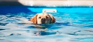 Teaching Dog Swimming