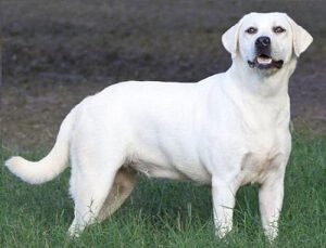 Albino Lab