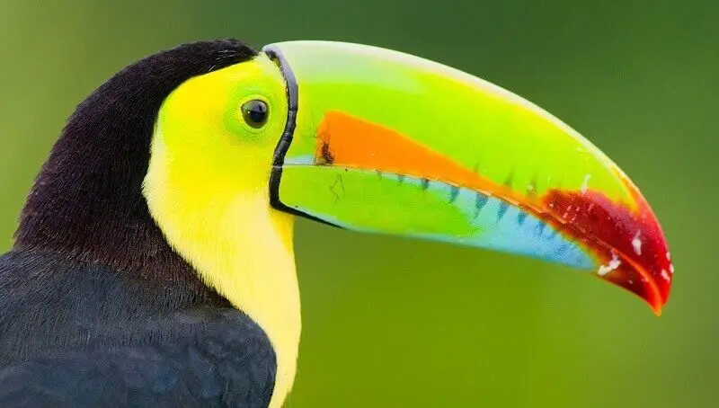 Toucan Facts