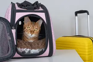 Traveling with your cat in carrier