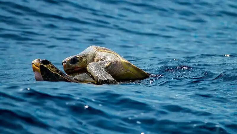 Turtels Mating in Water