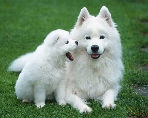 Two Samoyeds