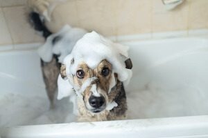 Wash Your Dog