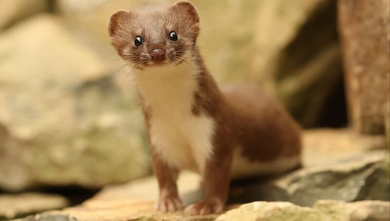 Weasel Facts