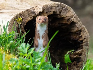 Weasel in Nature