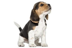 Beagle Pup