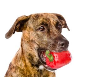Benefits of bell peppers in dogs