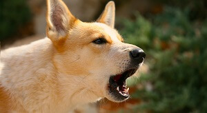 Canaan Dog Barking