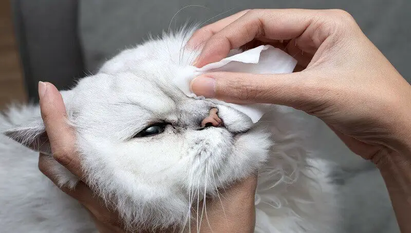 What Are the Symptoms of Conjunctivitis in Cats? 4 Conjunctivitis in Cats