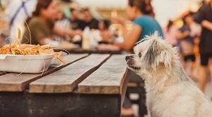 Dog Waiting For Shrimp