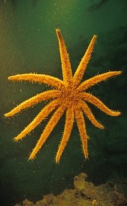 Eleven Armed Sea Star