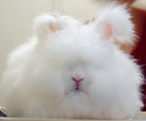 English Angora Rabbit