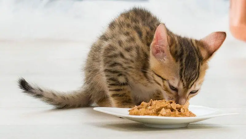 Kitten Eating Dry Food