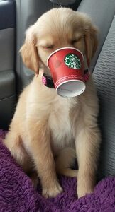 Puppuccino Starbucks