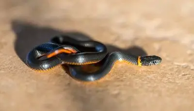 Ringneck Snake North Carolina