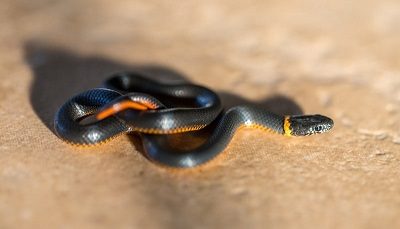 Ringneck Snake North Carolina