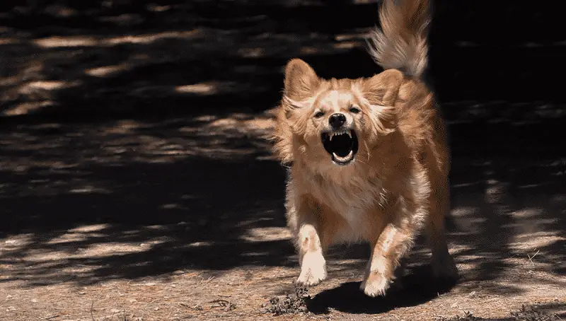 Small Dogs Syndrome – Signs and Recommendations 3 Small Dog Syndrome Info