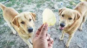Two Dogs Wanting A Chip