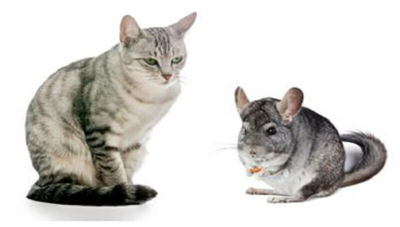 A Cat And A Chinchilla