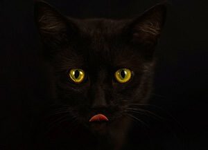 A cat seeing in the darkness