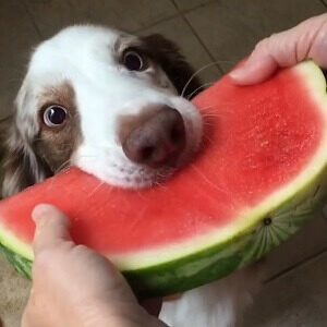 A Dog And A Watermelon Slice