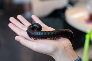 African Giant Millipede Facts