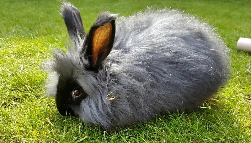 Angora Rabbit Facts