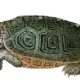 Animals that bring Luck