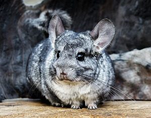 Attentive Chinchilla