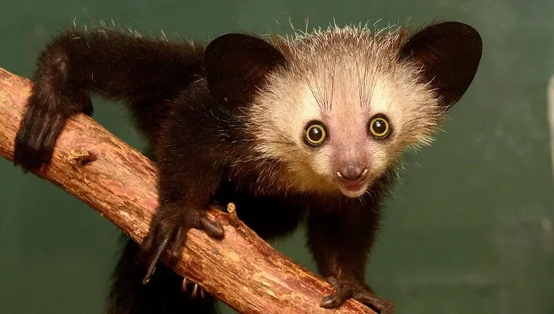 Interesting Facts About Aye Aye – A Weird Animal 2 Aye Aye Facts