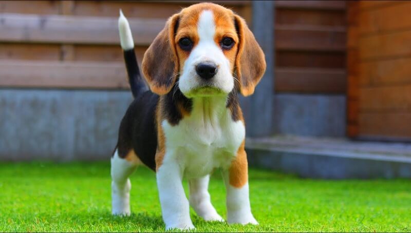 Beagle Breed Facts