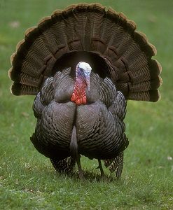 Beautiful Black Turkey