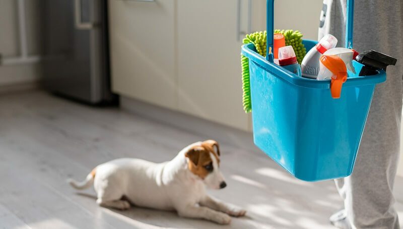 Can Bleach Hurt My Dog? 4 Bleach-And-dogs