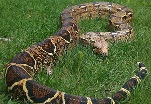 Boa Constrictor