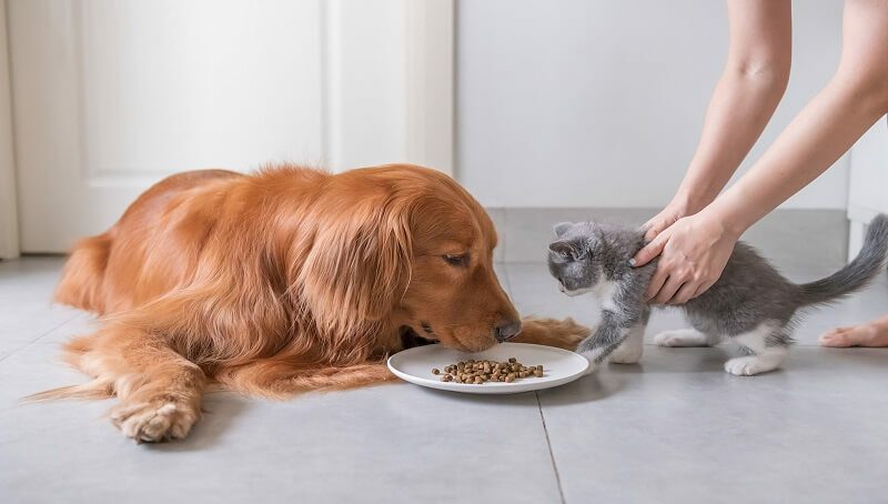 Can cats eat dog food? Is it bad? 4 Can Cats Eat Dog Food
