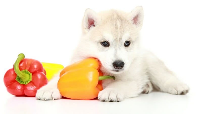 Can Dogs Eat Bell Peppers