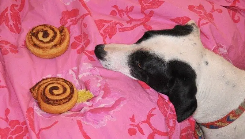 Can Dogs Eat Cinnamon? 2 Can Dogs Eat Cinnamon