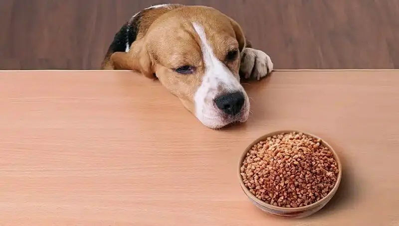 Can Dogs Eat Quinoa