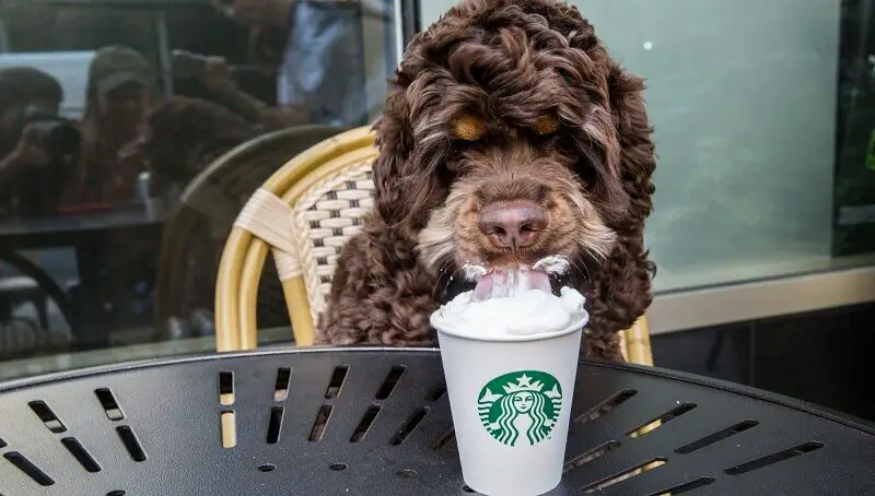 Is Starbucks Puppuccino Safe for Your Dog