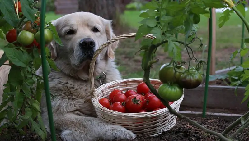 Can Dogs Eat Tomatoes