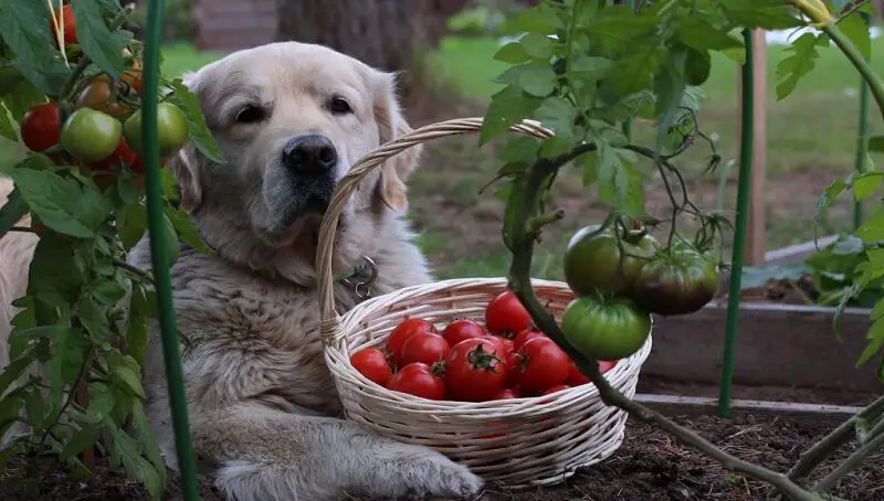 Can Dogs Eat Tomatoes? Risks and Benefits 2 Can Dogs Eat Tomatoes