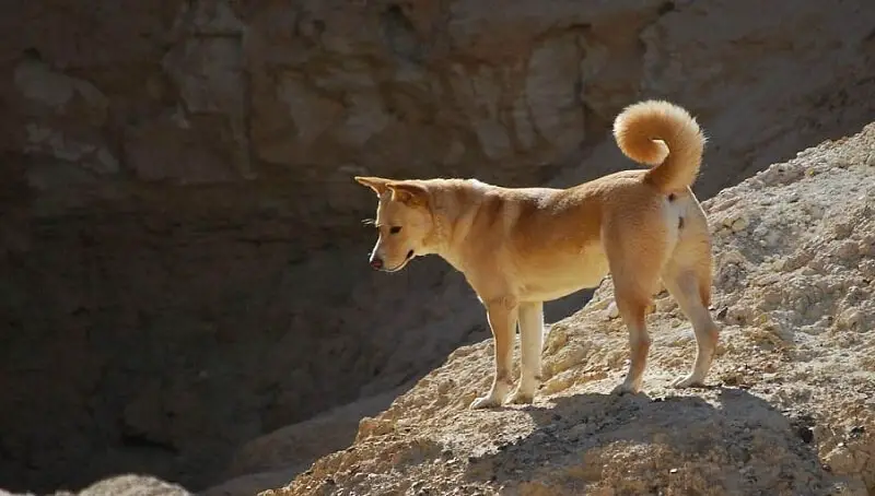 Canaan Dog - Breed Information 2 Canaan Dog Breed