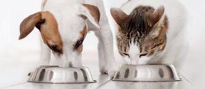 Cat and Dog Eating