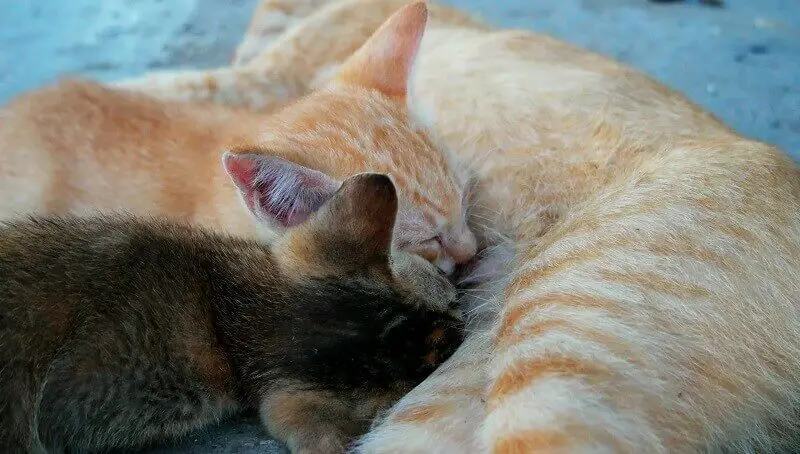 What To Do If the Mother Cat Refuses to Nurse? 4 Cat Nursing