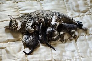 Cat Nursing Kittens