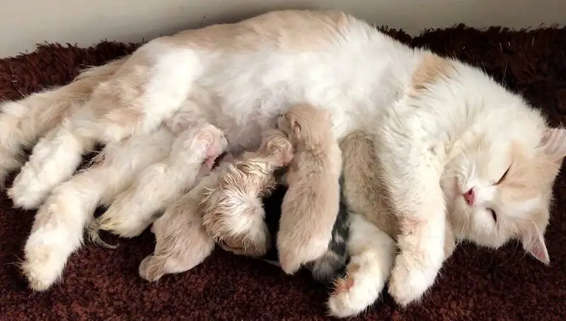 Cat Right After Giving Birth