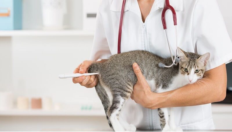 Cat’s Normal Temperature - What Is Normal and What Isn't 2 Checking Cat Temperature
