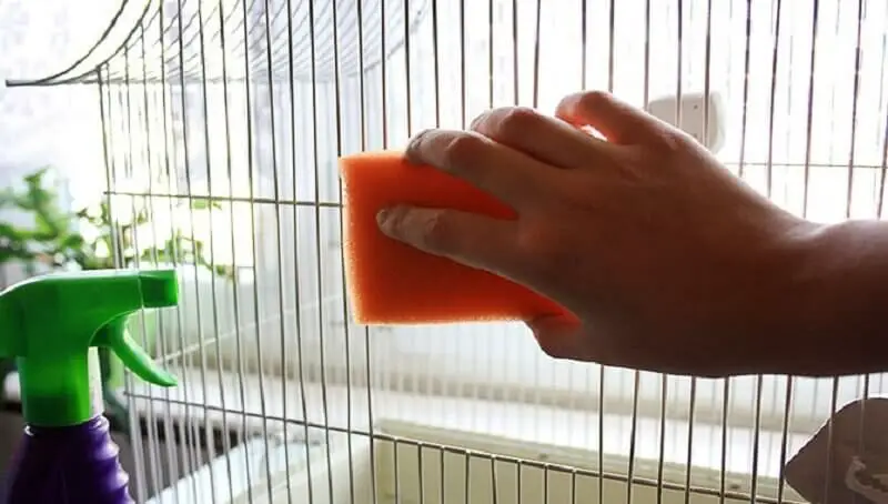 Cleaning A Cage